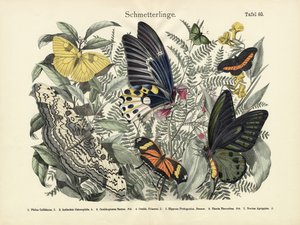 Mariposas, c.1860 de German School
